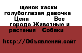 щенок хаски  голубоглазая девочка › Цена ­ 12 000 - Все города Животные и растения » Собаки   